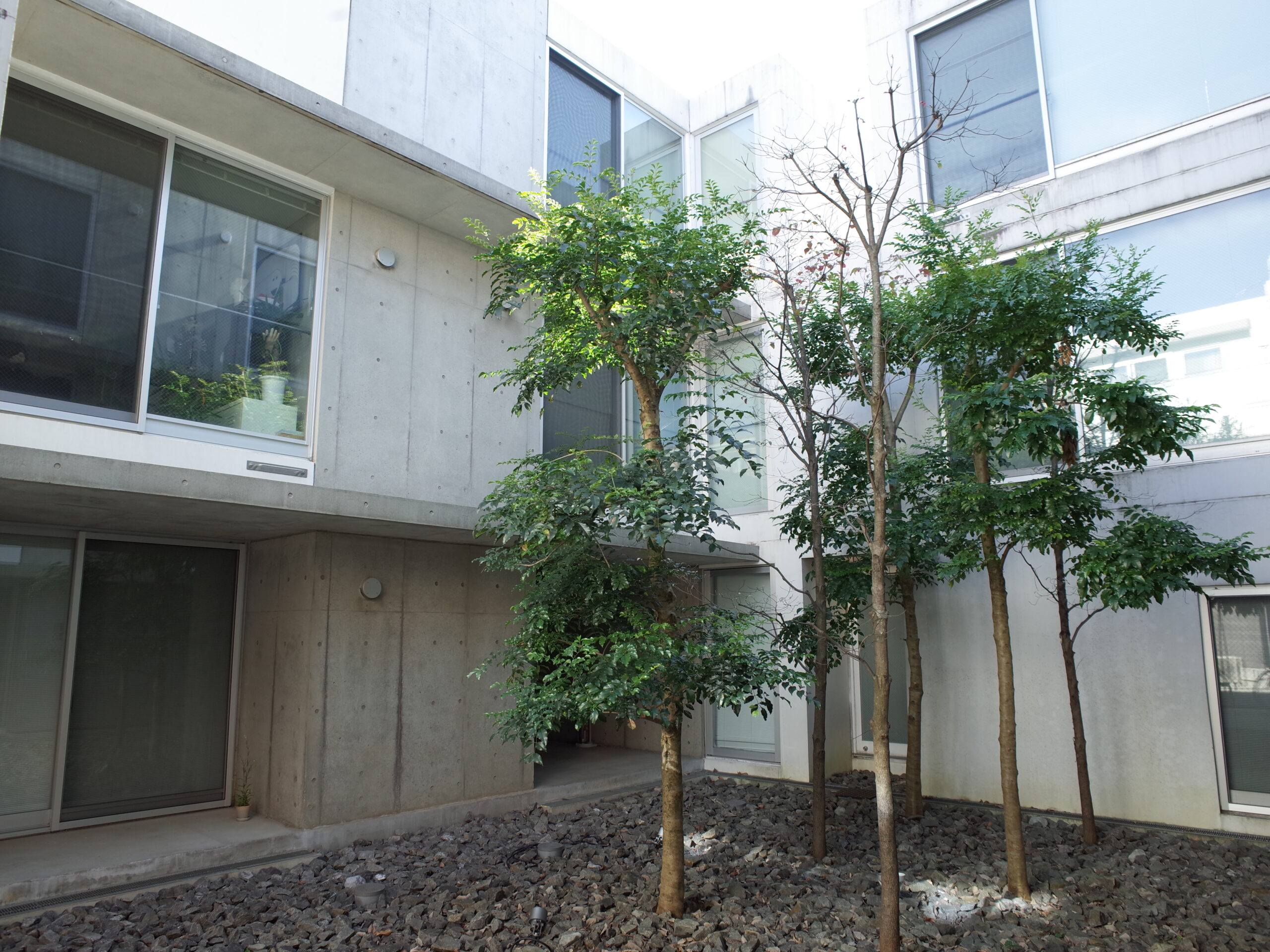 LINO 206の写真9